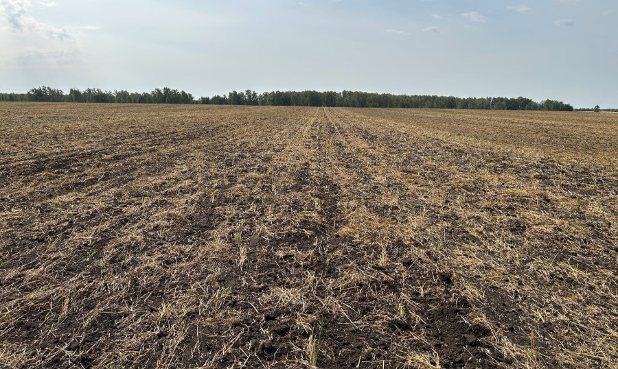 Подготовленное к посеву следующего года поле с поверхностной безотвальной обработкой почвы и мульчированием поверхности незерновой частью урожая (ООО «Озёрное»)