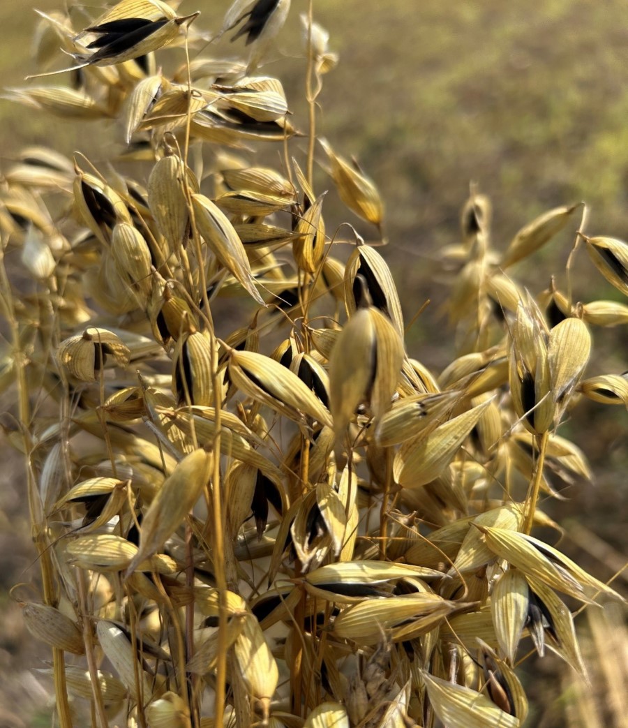 Тёмнозёрный кормовой овёс – перспективная зернофуражная культура с высокой продуктивностью вегетативной массы (ООО «Озёрное»)