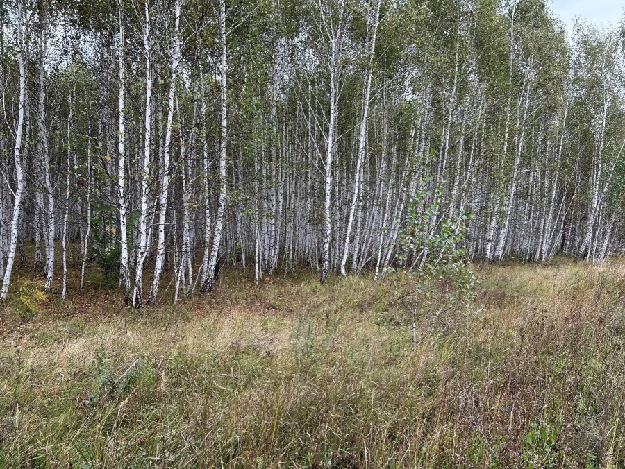 Утратившие свой первоначальный статус пахотные угодья в связи с зарастанием берёзовым лесом в окрестностях села Половинное