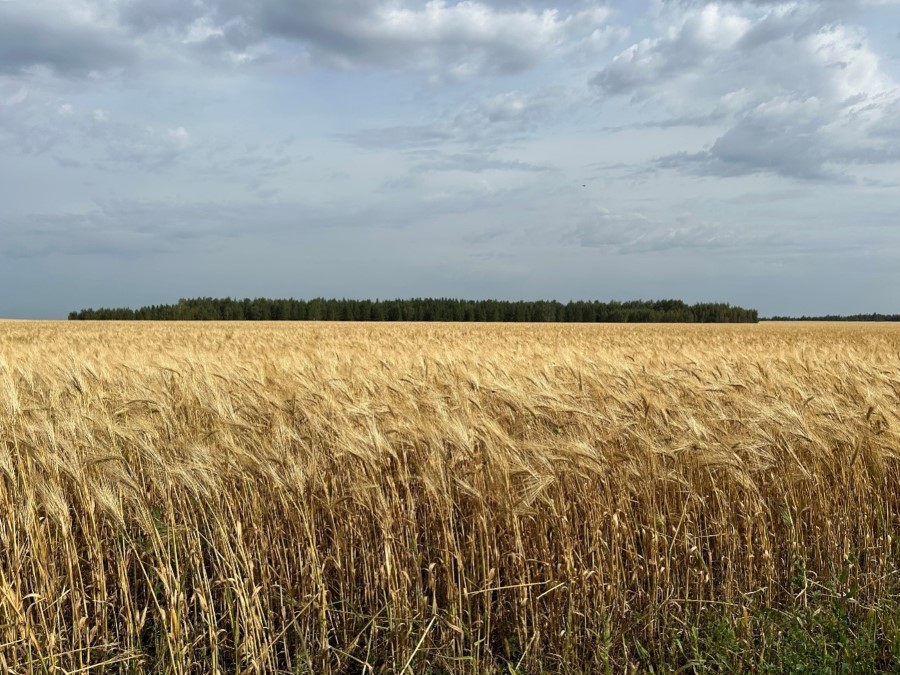 Высокопродуктивный посев многорядного (четырёхгранного) ярового ячменя в зернопаровом севообороте КФХ В.А. Волкова
