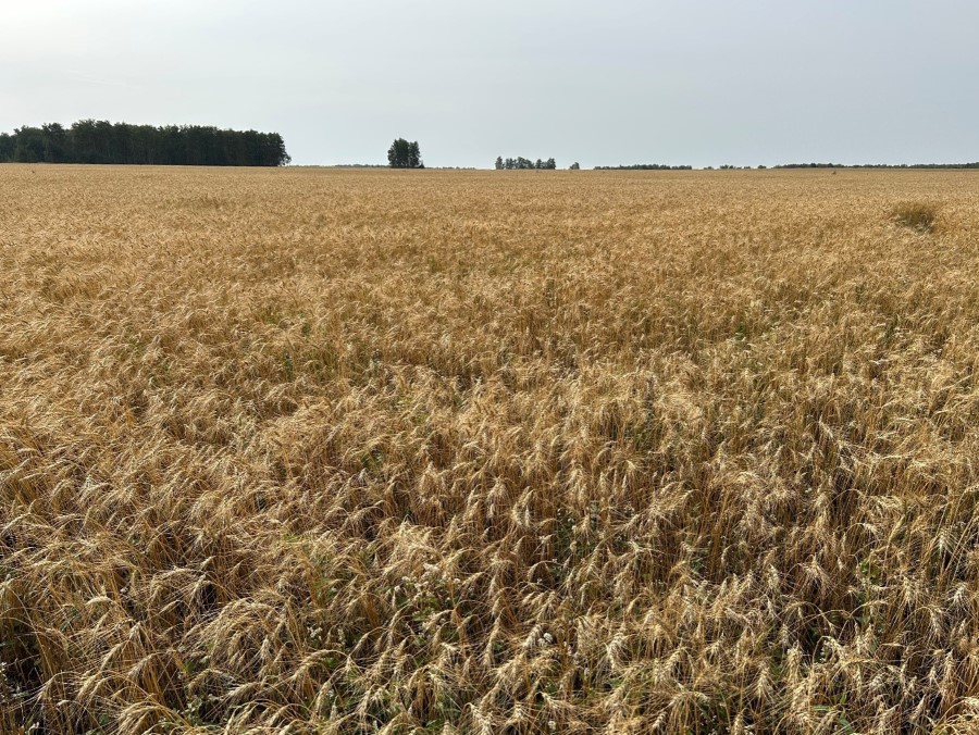 Посев фиолетовозерной продовольственной пшеницы, богатой антоцианами, антиоксидантами, микроэлементами (цинк, железо), отличающейся высокой питательностью и обладающей лечебными свойствами (КФХ В.А. Волкова)