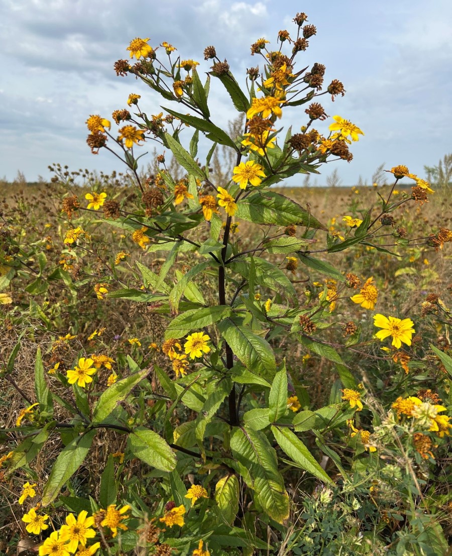 Участок экологического сортоиспытания гвизоции абиссинской (абиссинский подсолнечник, нуг абиссинский), традиционной для стран Восточной Африки и Южной Азии (Эфиопия, Непал, Индия и др.) и перспективной для засушливых степных регионов России масличной, сидеральной и силосной культуры (КФХ В.А. Волкова)