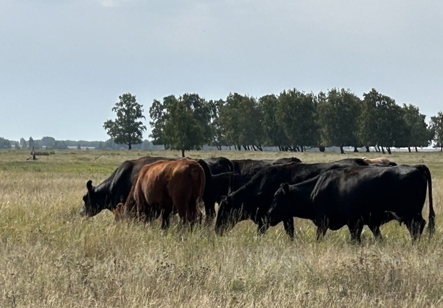 Маточное поголовье коров абердино-ангусской породы на выпасе в окрестностях села Воздвиженка (ООО «Озёрное»)